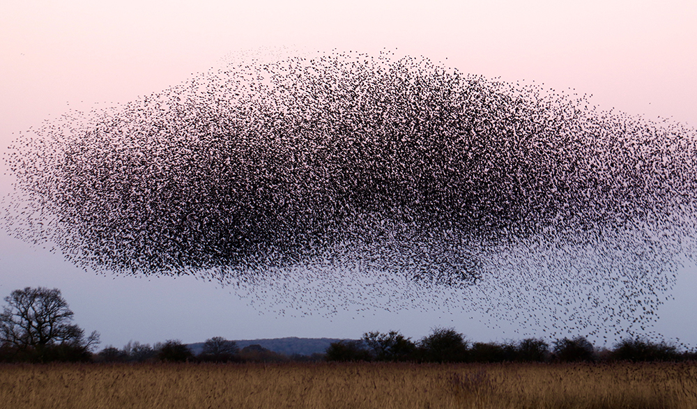 Swarm of birds in a field