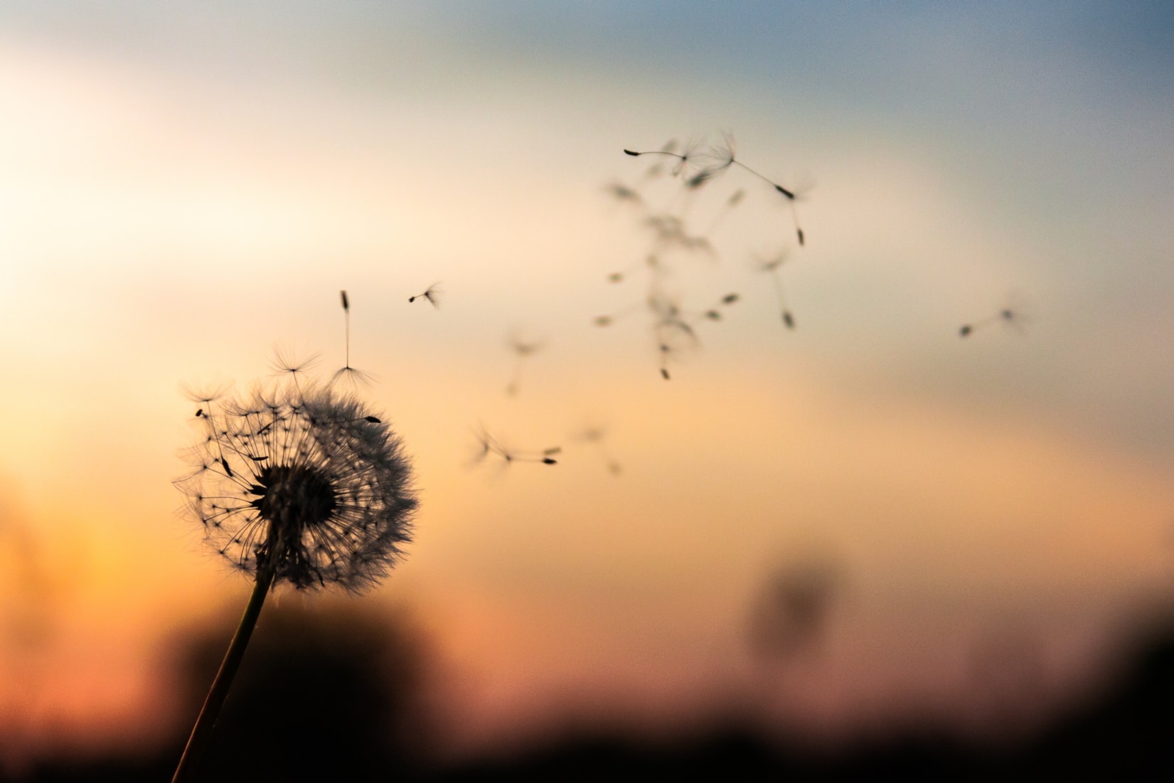 A dandelion at sunset